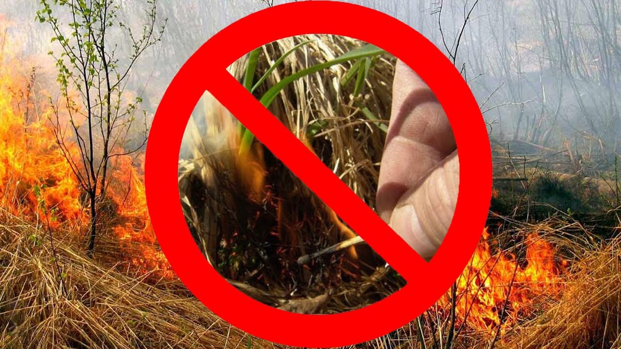 Запрет на сжигание. Пал травы МЧС предупреждает. Выжигание сухой травянистой растительности. Палы сухой растительности. Выжигание сухой растительности запрещено.